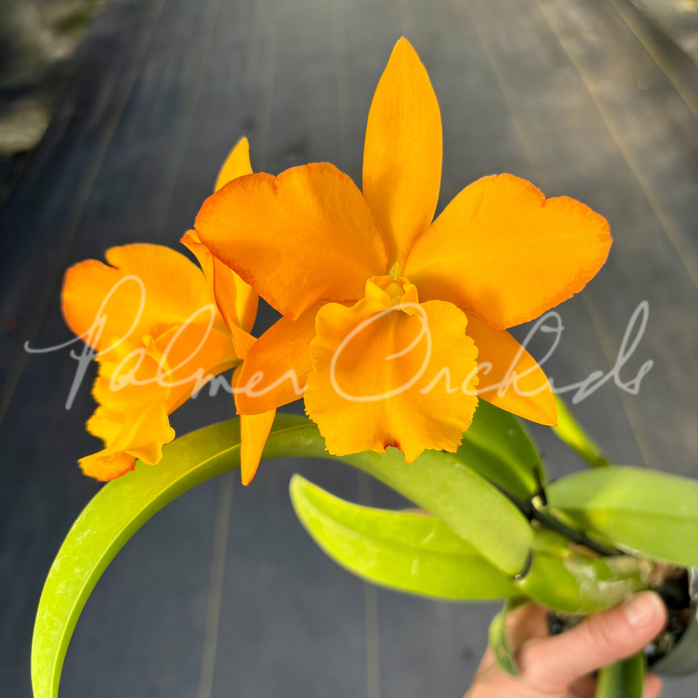 Rlc. Toshie Aoki 'Pizzazz' — Palmer Orchids